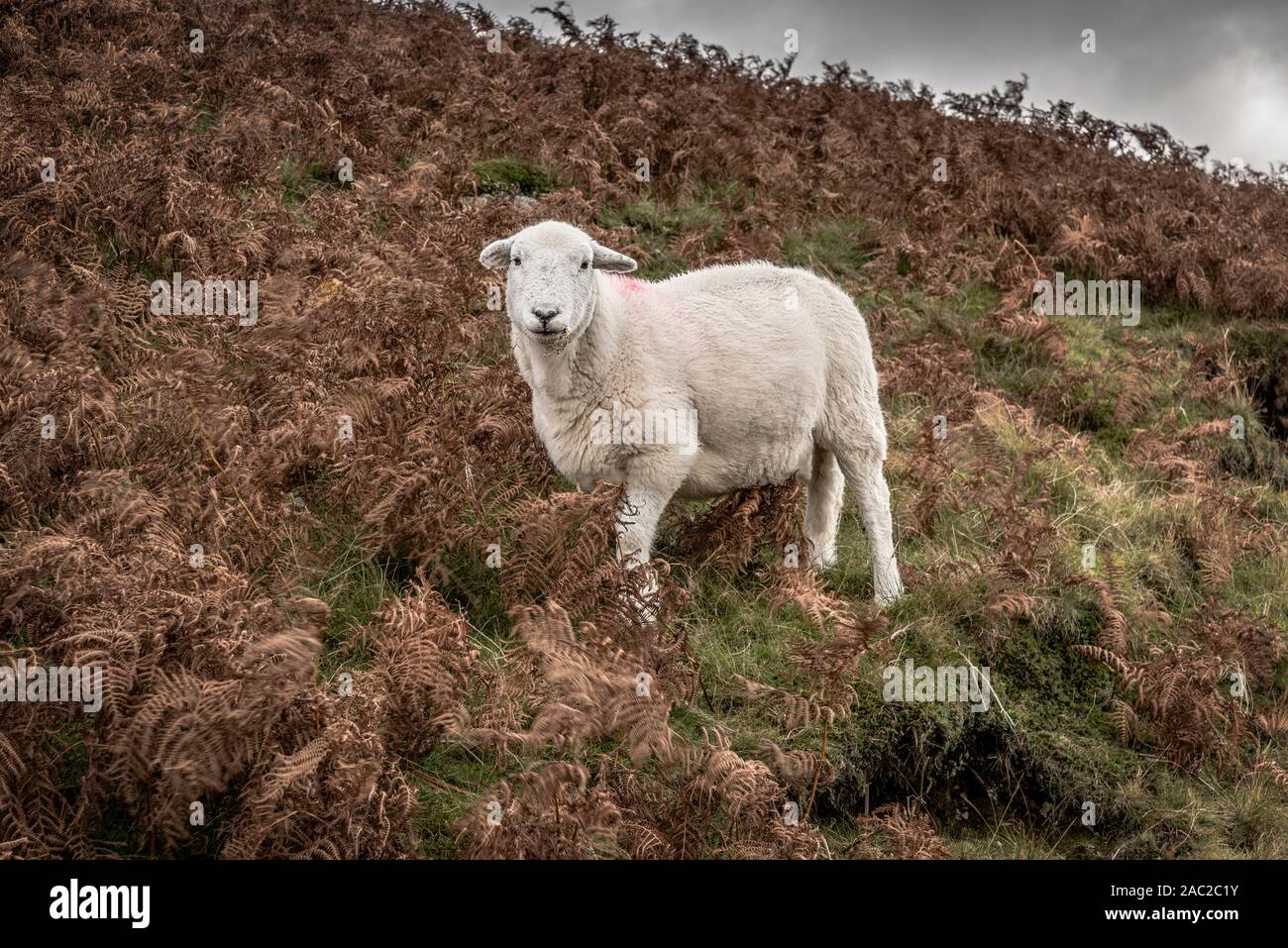 Woolly brown sheep hi-res stock photography and images - Alamy