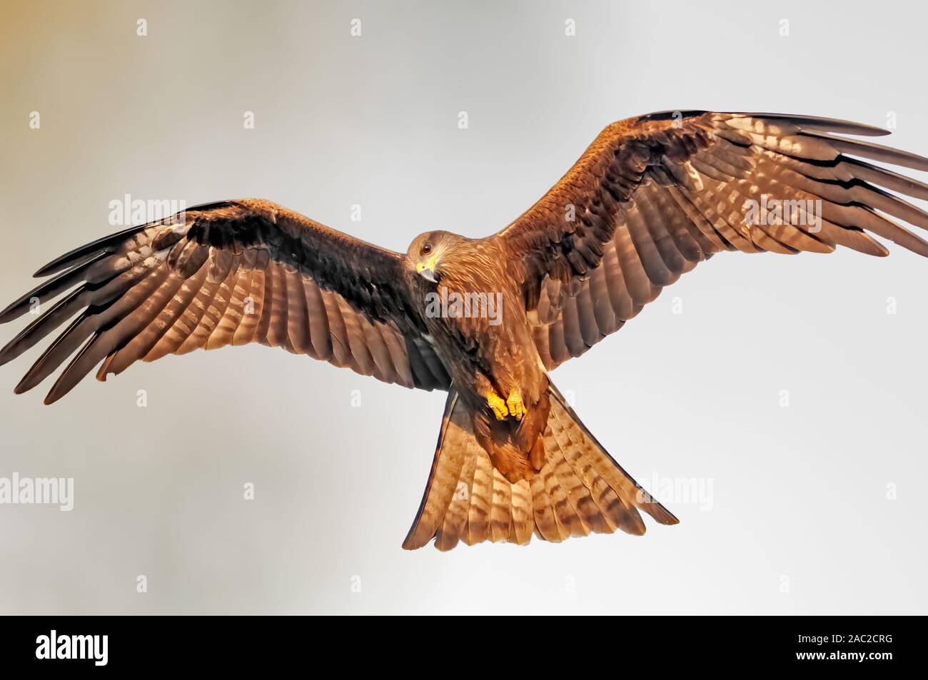 Black kite showing its full wingspan during flight Stock Photo