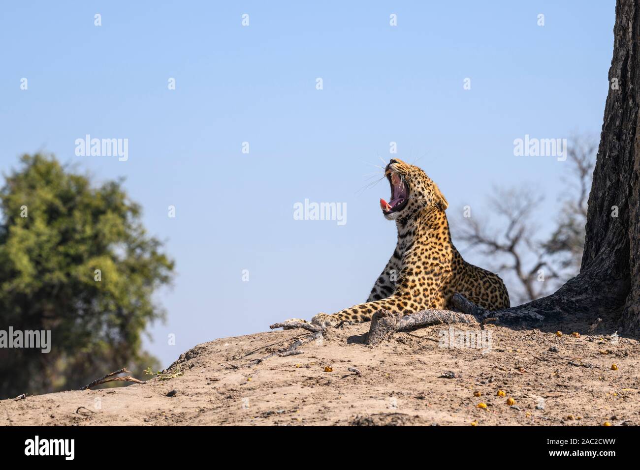 Male Leopard, Panthera pardus, yawning, Bushman Plains, Okavanago Delta, Botswana Stock Photo