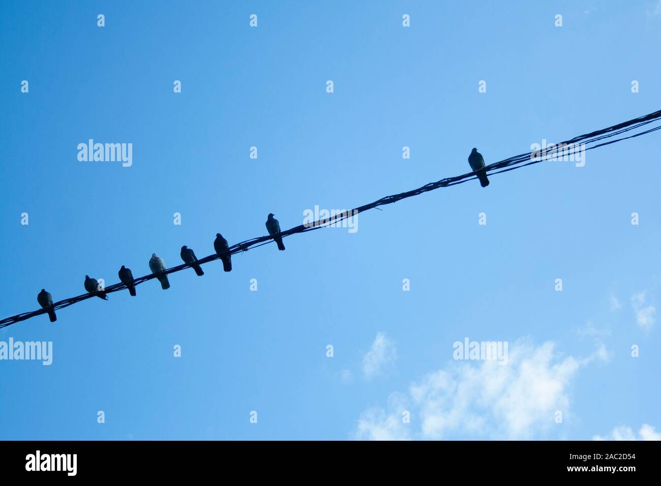 Individuality concept, independent thinker symbol, many pigeon birds on a wire with one individual in the opposition as a business icon. herd thinking Stock Photo