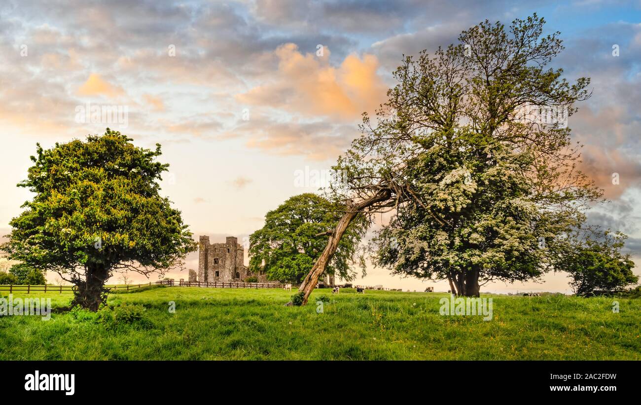Ruins of old, 12th century Bective Abbey, large green trees and grazing cattle on green field. Dramatic sky at sunset. Count Meath, Ireland Stock Photo