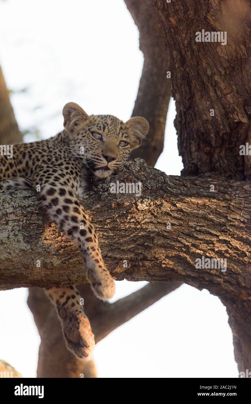 Cute baby leopard resting on tree Stock Photo