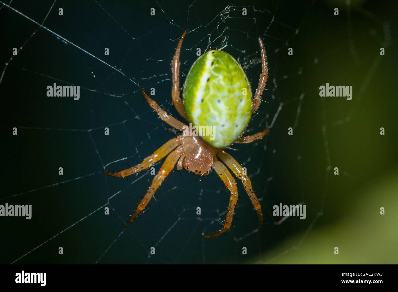 cucumber green spider, Araniella cucurbitina, Catalonia, Spain Stock Photo