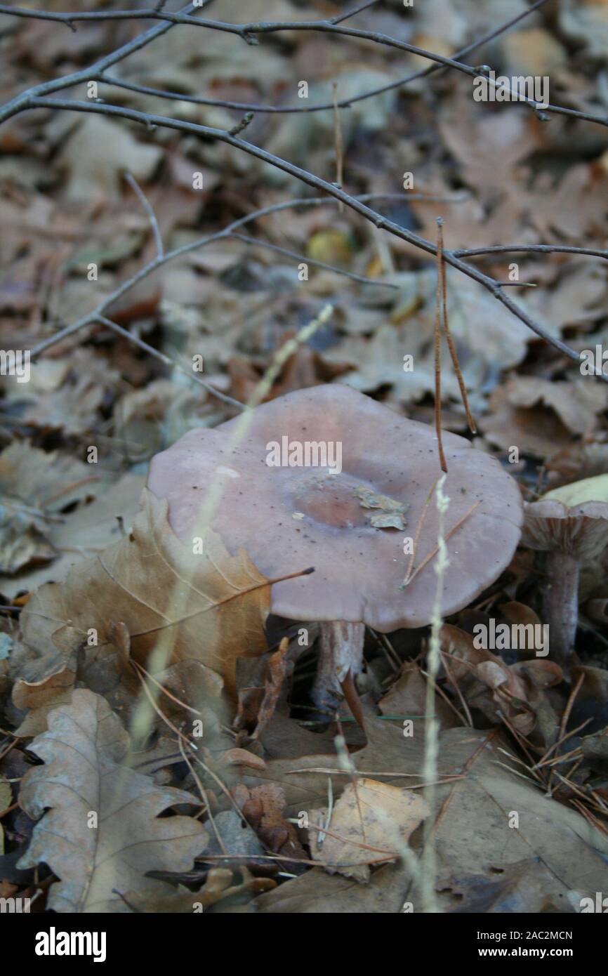 Tree Toad Stools toad stool growing in the autumn in the forest Stock Photo - Alamy