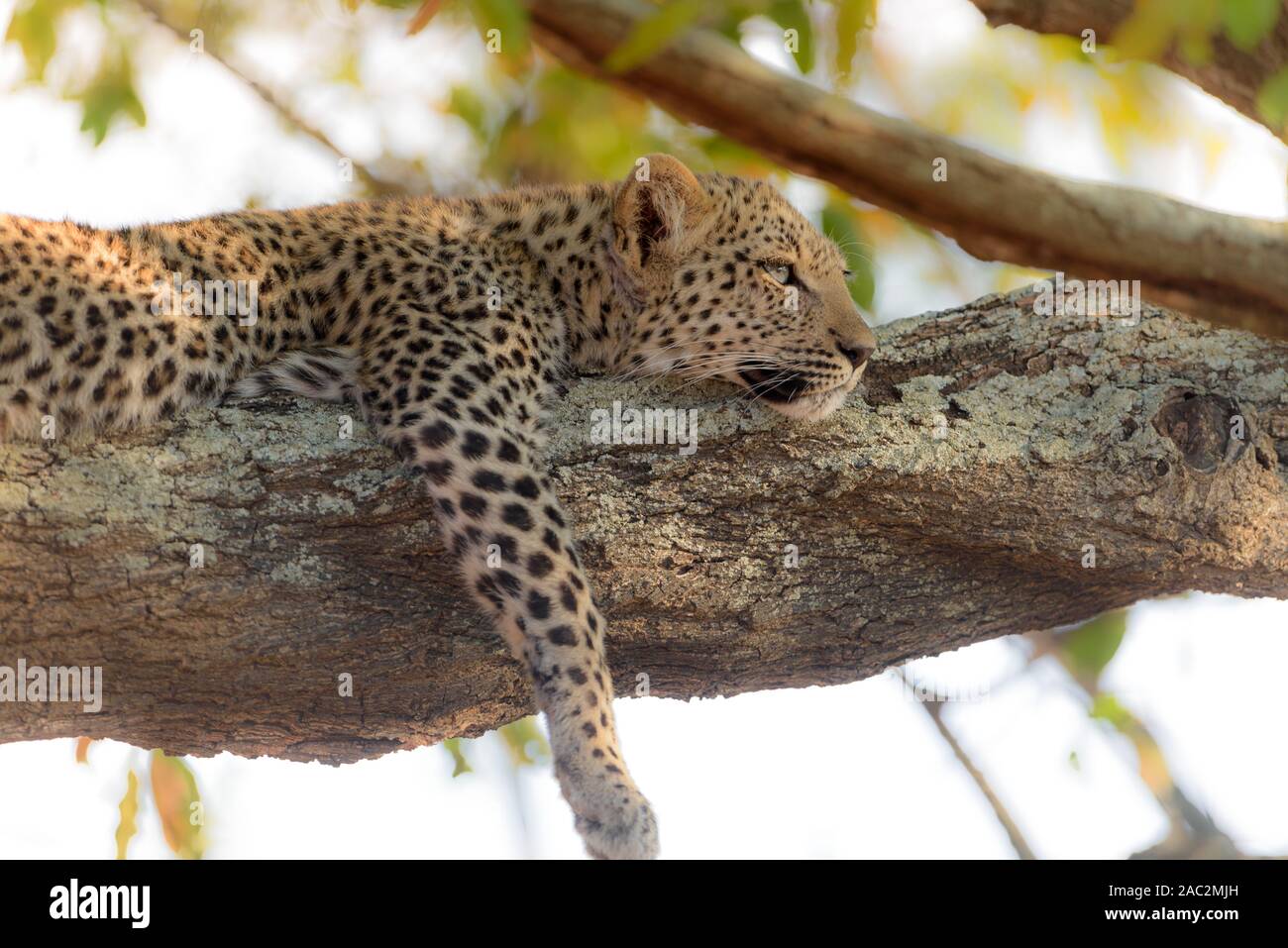 Cute baby leopard resting on tree Stock Photo