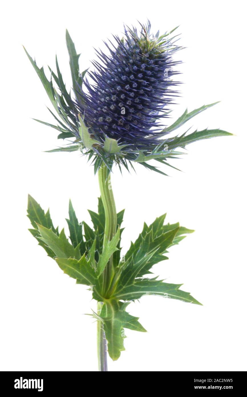 Blue Thistle Isolated On White Stock Photo Alamy