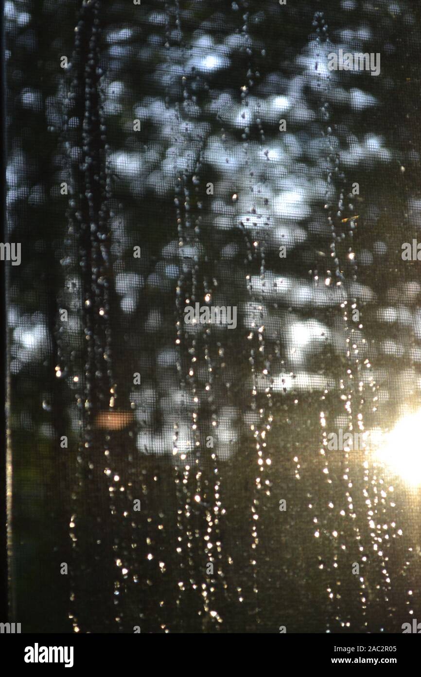 Raindrops on window with forest in background Stock Photo