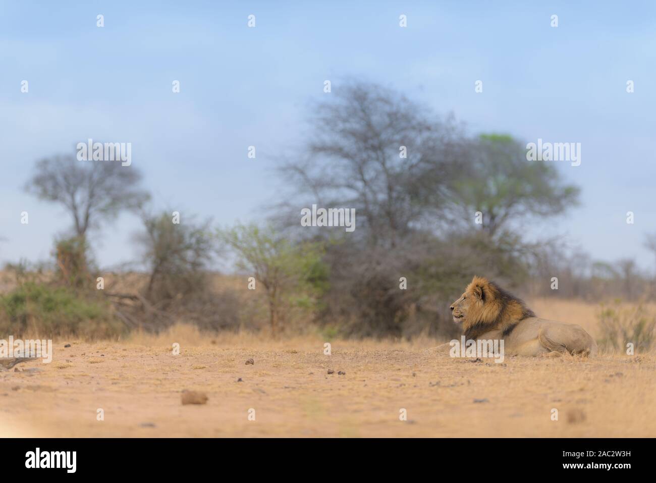 Old male african lion panthera hi-res stock photography and images - Alamy