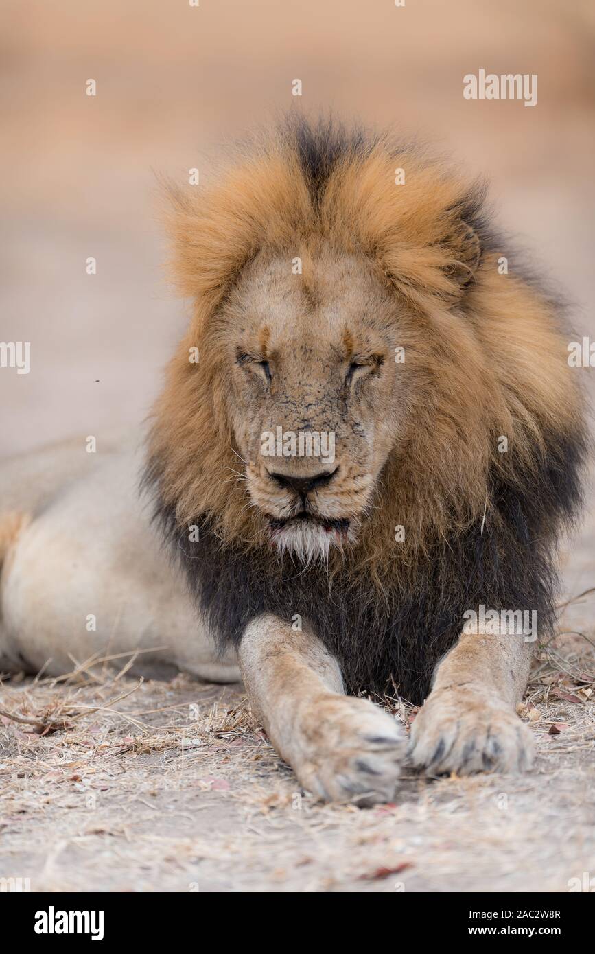 Black Maned Lion High Resolution Stock Photography and Images - Alamy