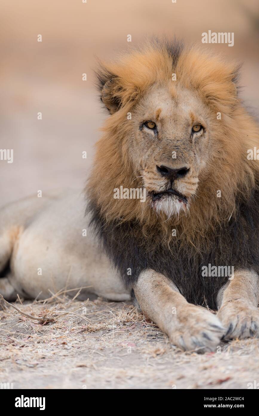 Old black maned lion hi-res stock photography and images - Alamy
