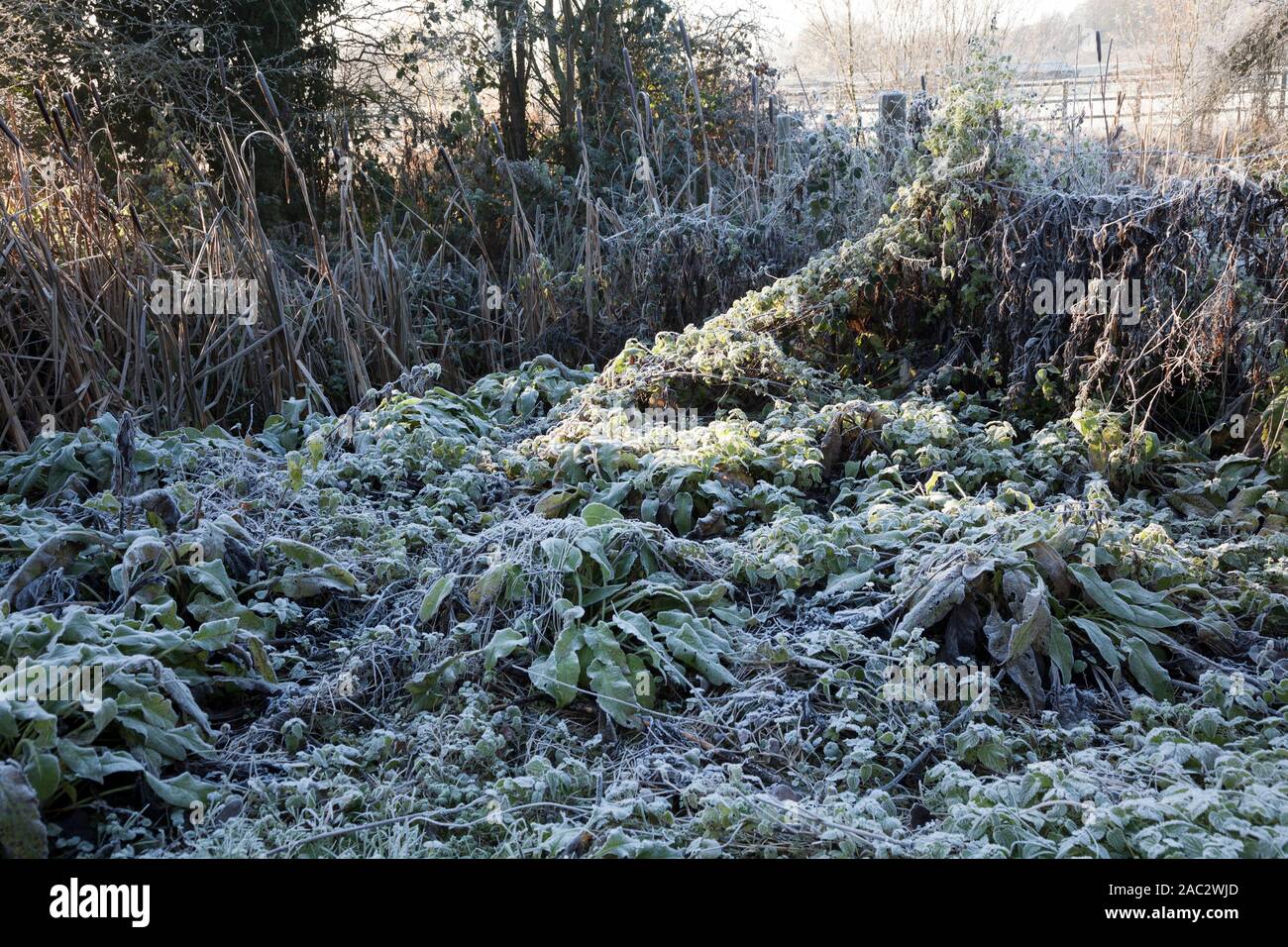 winter frosted weeds Stock Photo