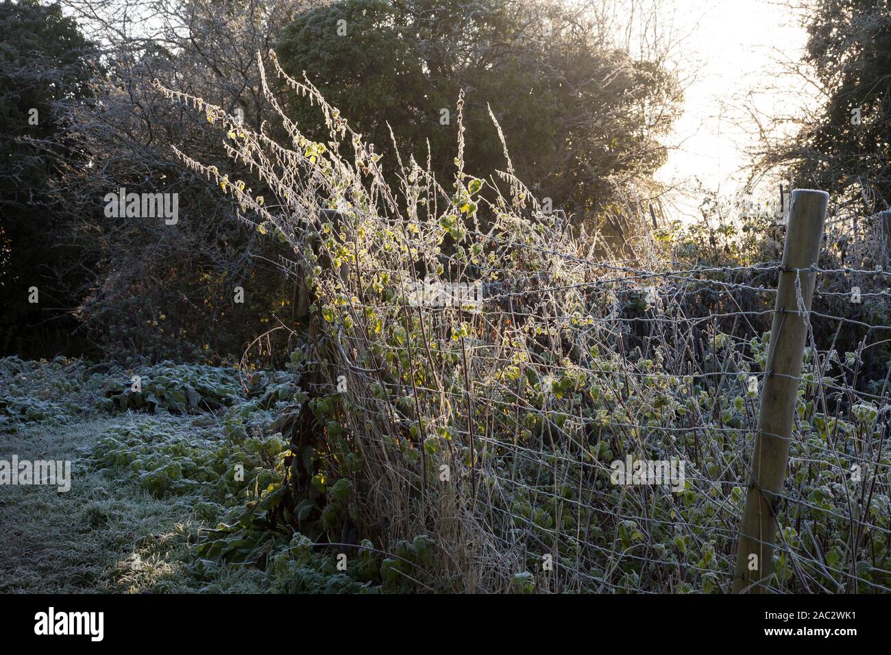 Winter morning, River Stort,  frosted weeds Stock Photo
