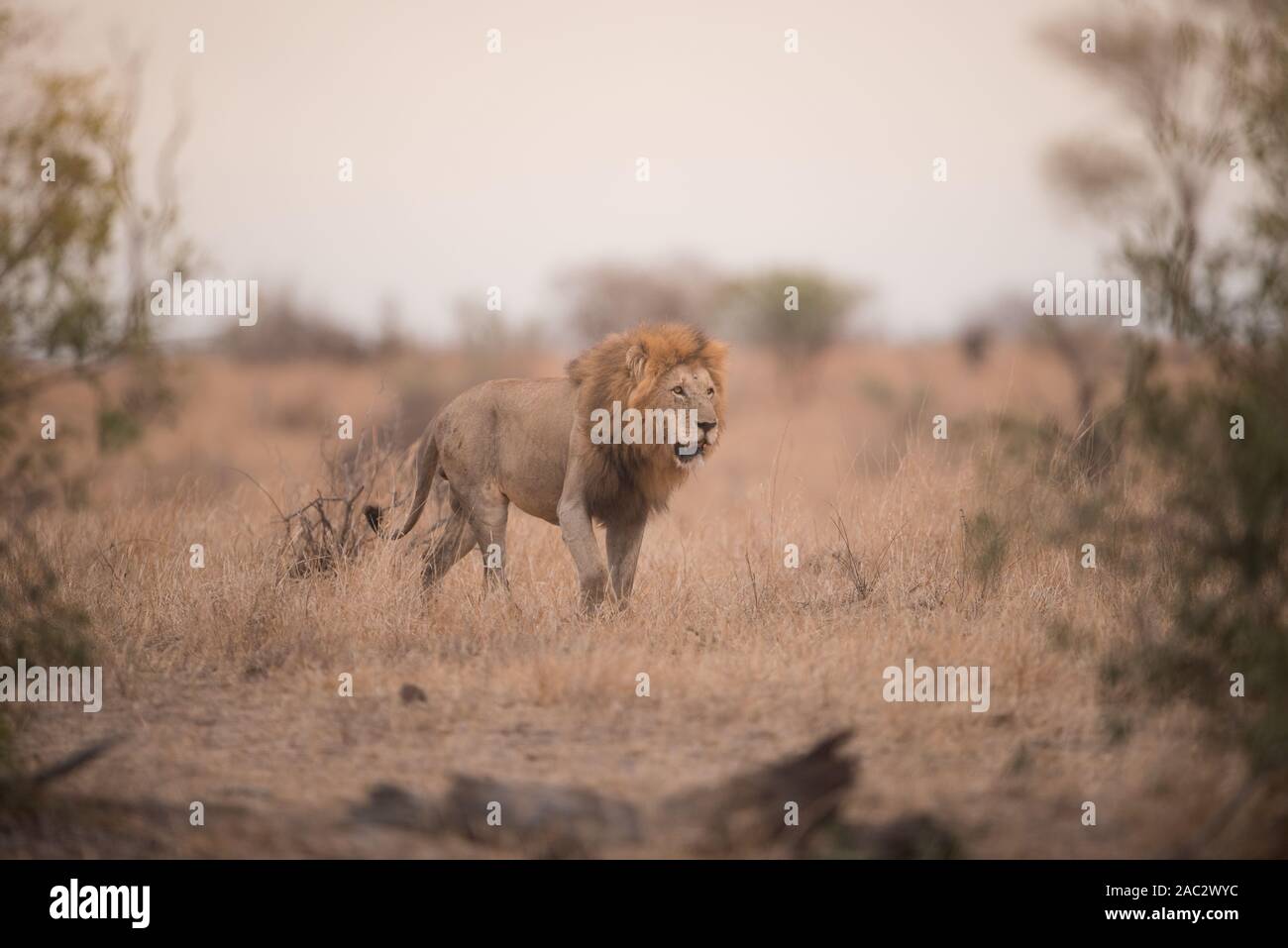 Old male lion hi-res stock photography and images - Alamy