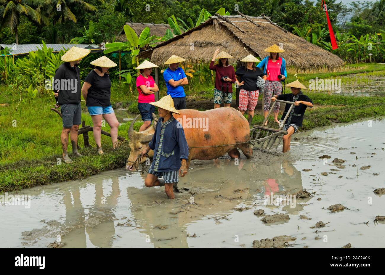 Tourists learning about traditional rice farming technologies, rice farm Living Land Company, Luang Prabang, Laos Stock Photo