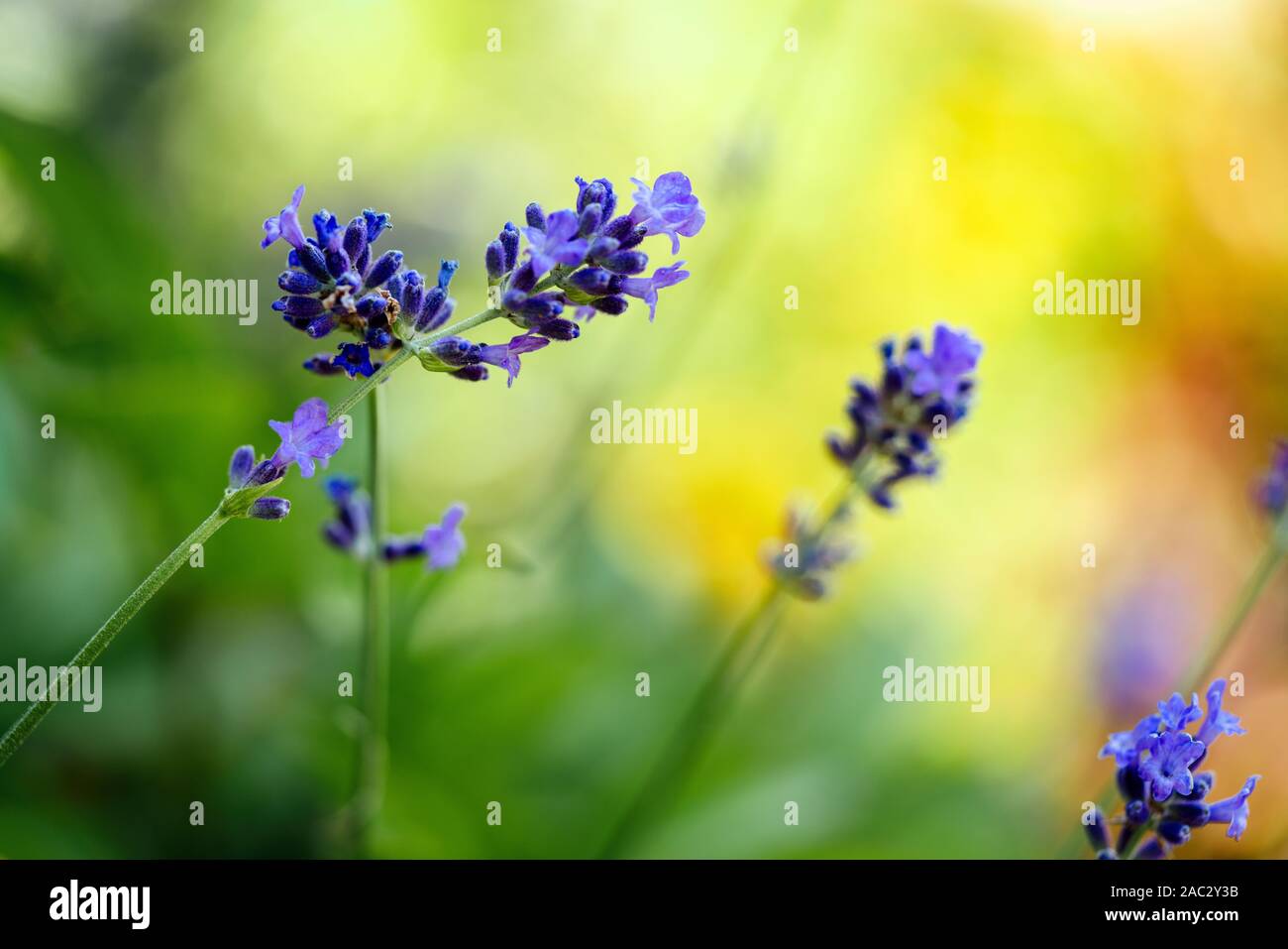 Blue lavender in garden on a summer day Stock Photo