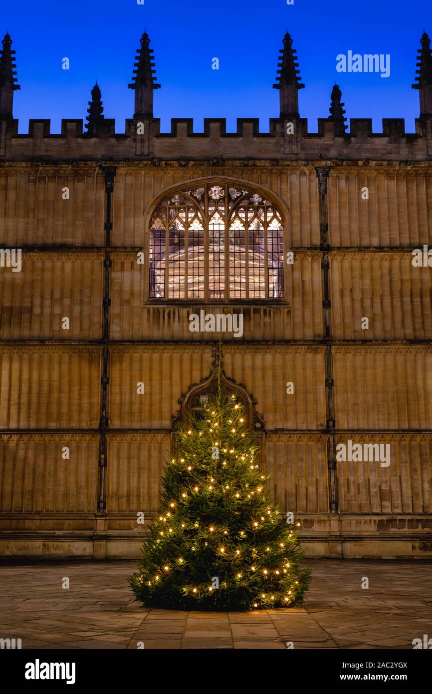 Christmas tree in the Schools Quadrangle in the evening. Bodleian Library, Oxford, Oxfordshire