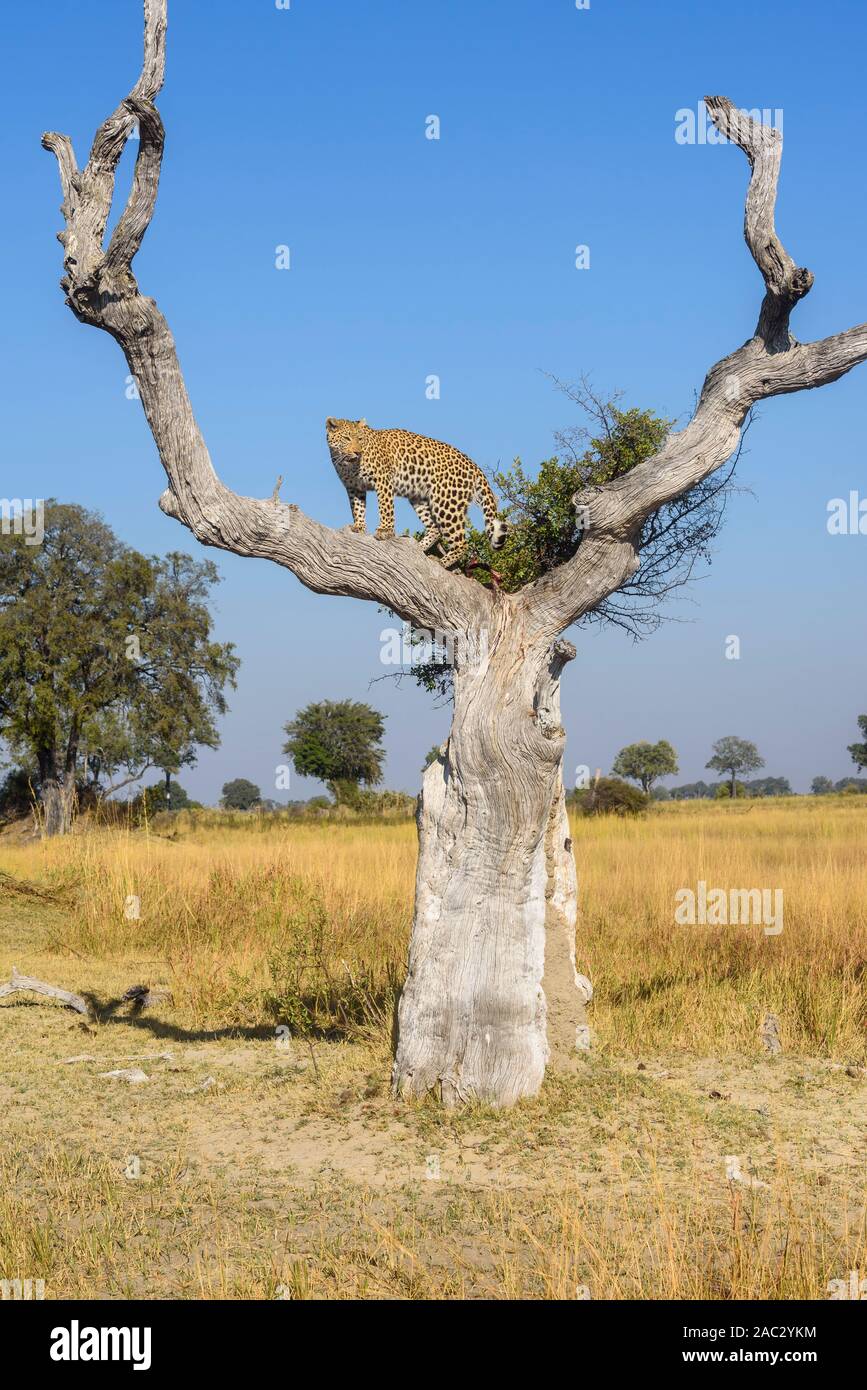 Female Leopard, Panthera pardus, in a tree with a kill Bushman Plains ...