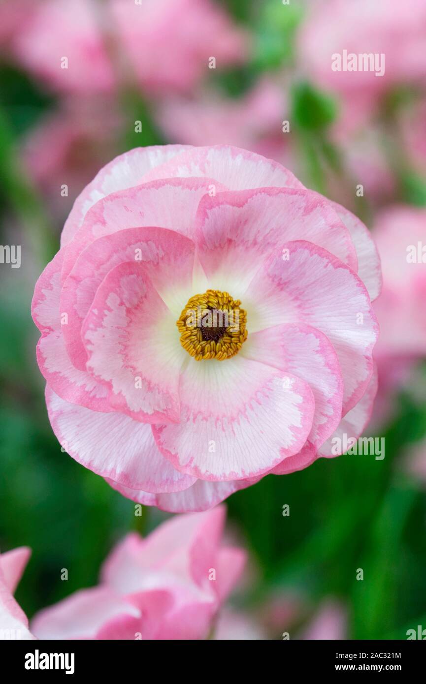 Ranunculus Rococo Pink flowers. Stock Photo