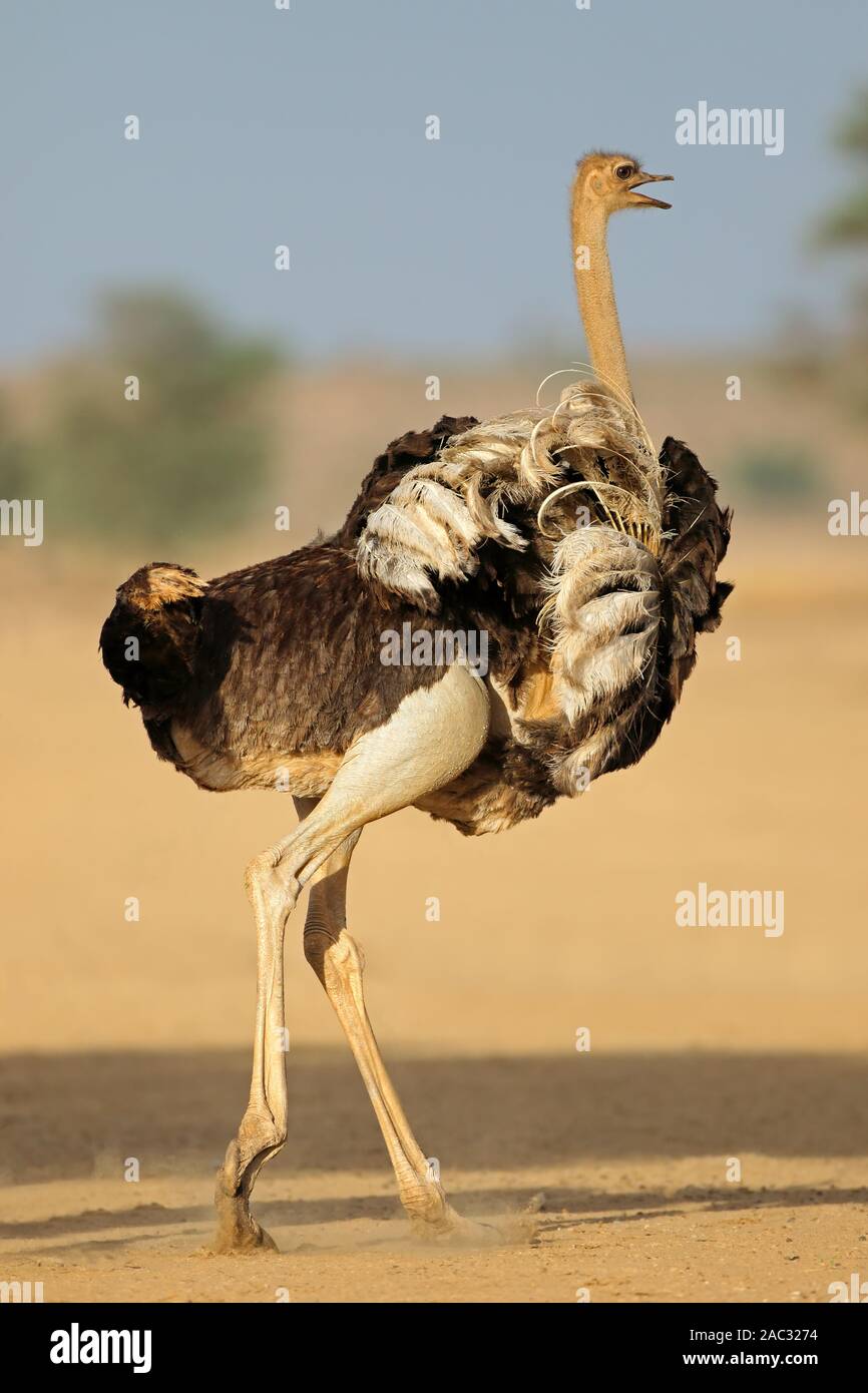 Female ostrich (Struthio camelus) displaying with open wings, Kalahari desert, South Africa Stock Photo
