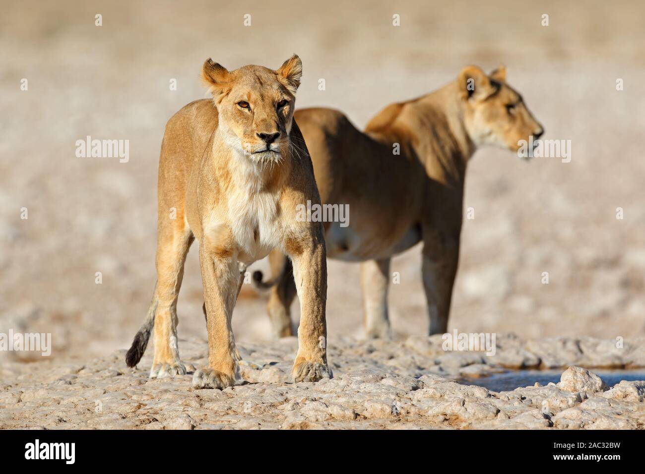 Two lionesses (Panthera leo) at a waterhole, Etosha National Park, Namibia Stock Photo