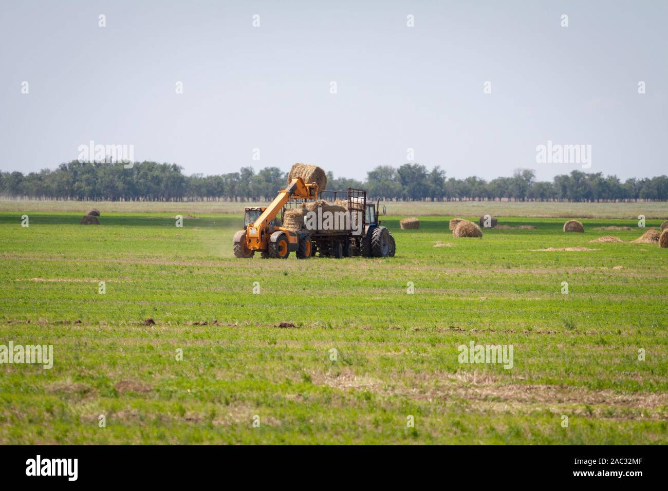 An agricultural tractor loader loads bales of hay into a tractor trailer on the field Stock Photo