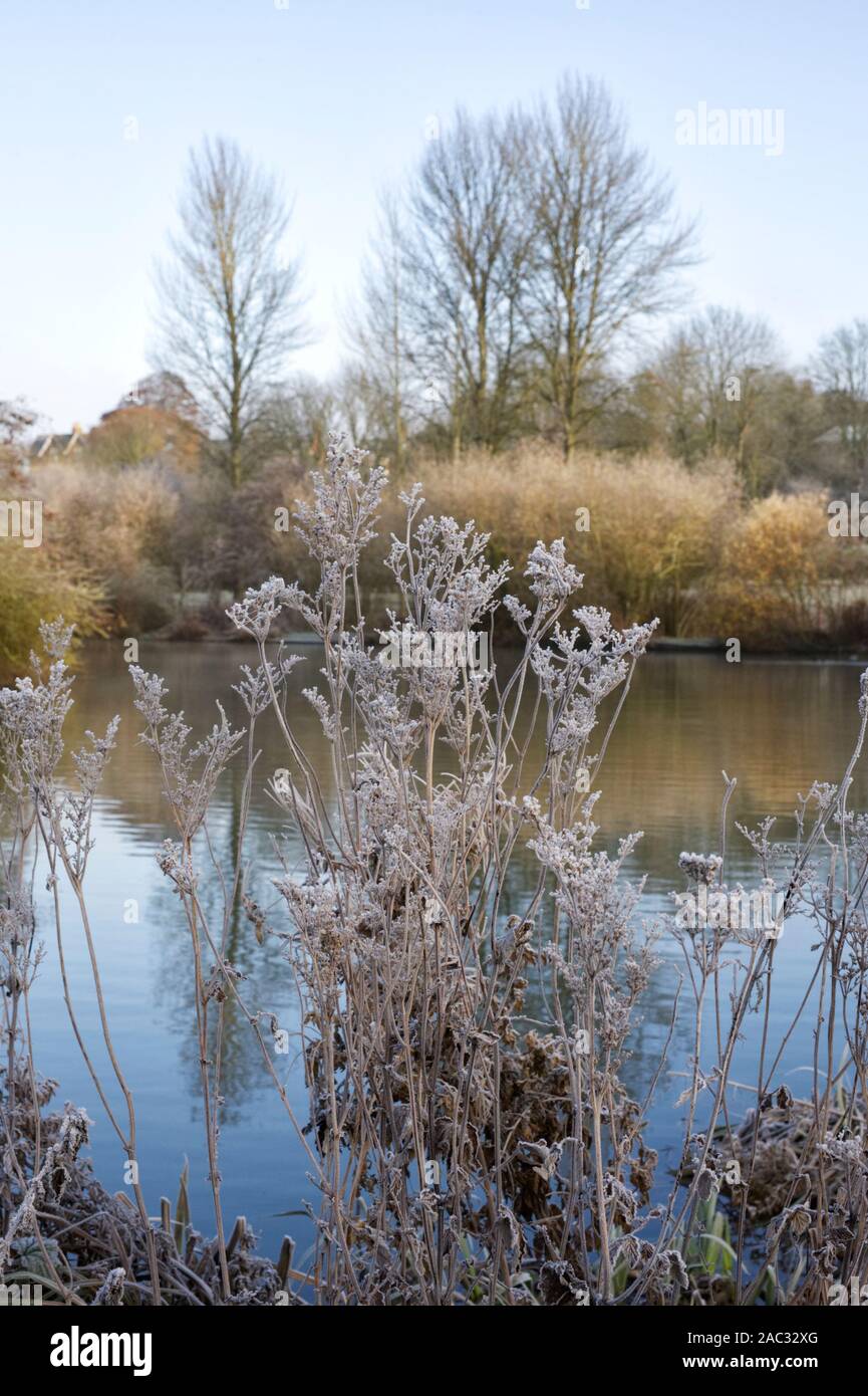 Frosty seedheads. Stock Photo