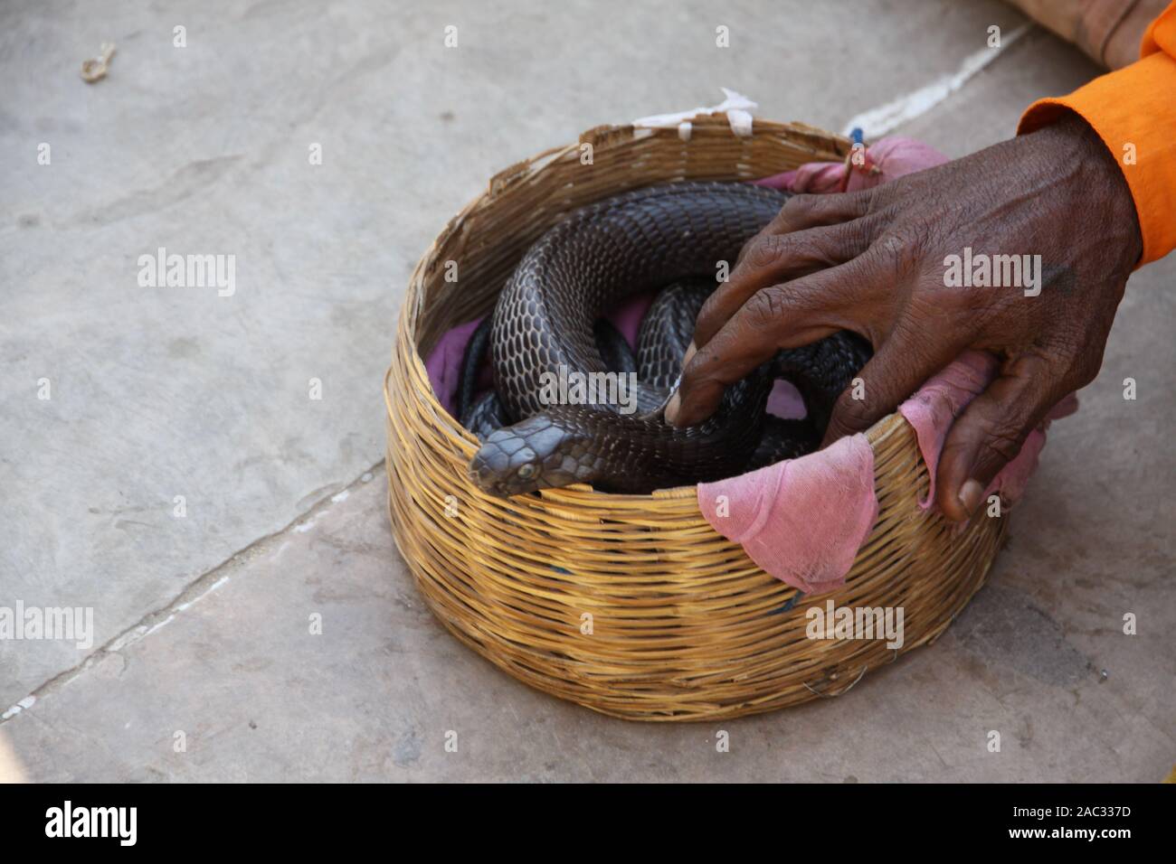 Cobra In Basket High Resolution Stock Photography and Images Alamy