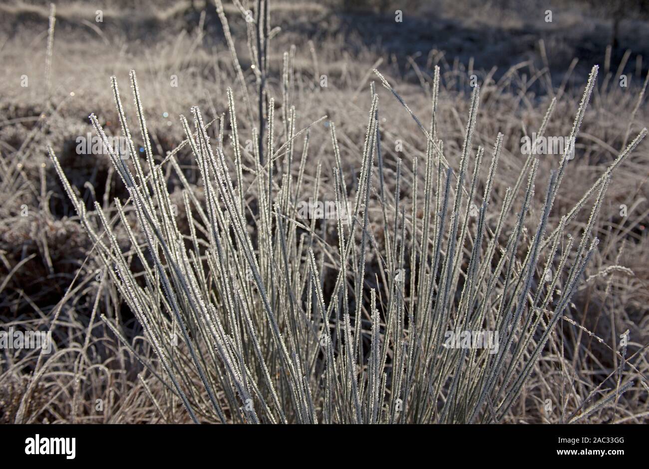 Plant Inventory At 20 Timothy Dry Creekbed