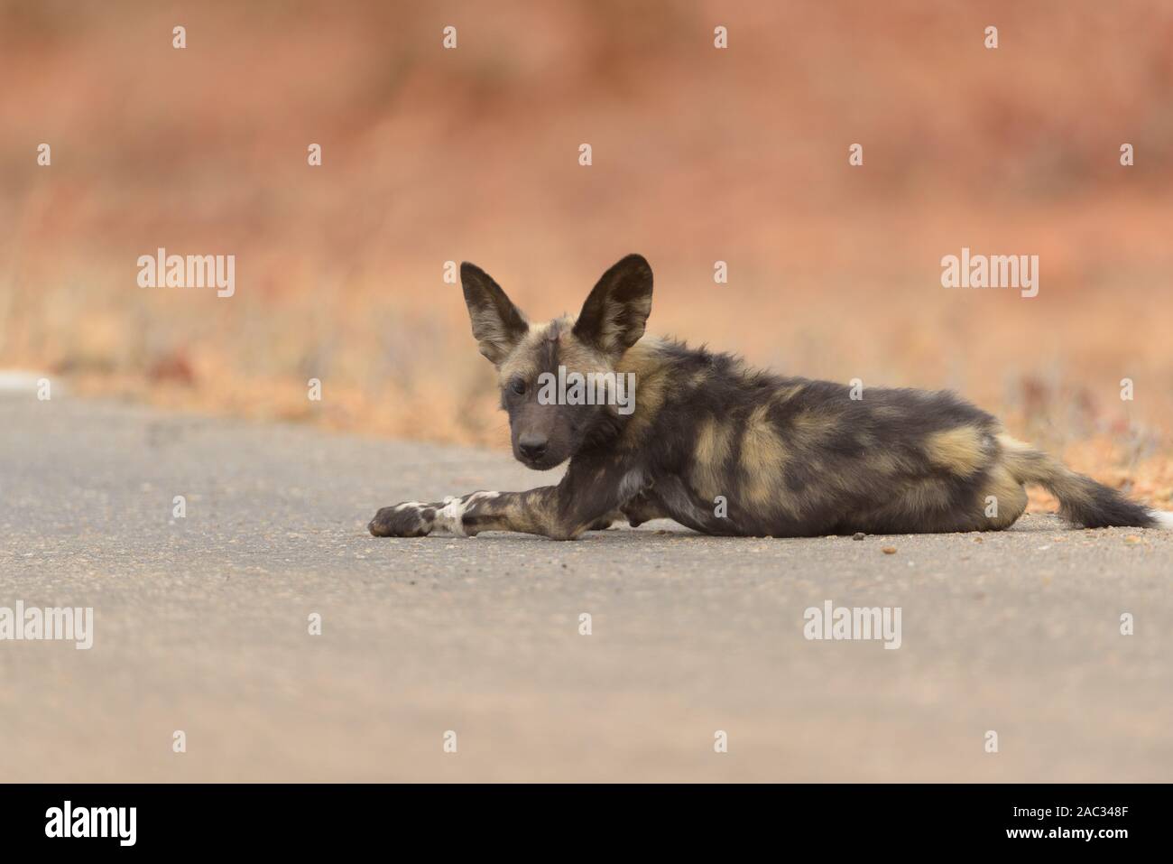 African wild dog, Painted wolf portrait Stock Photo