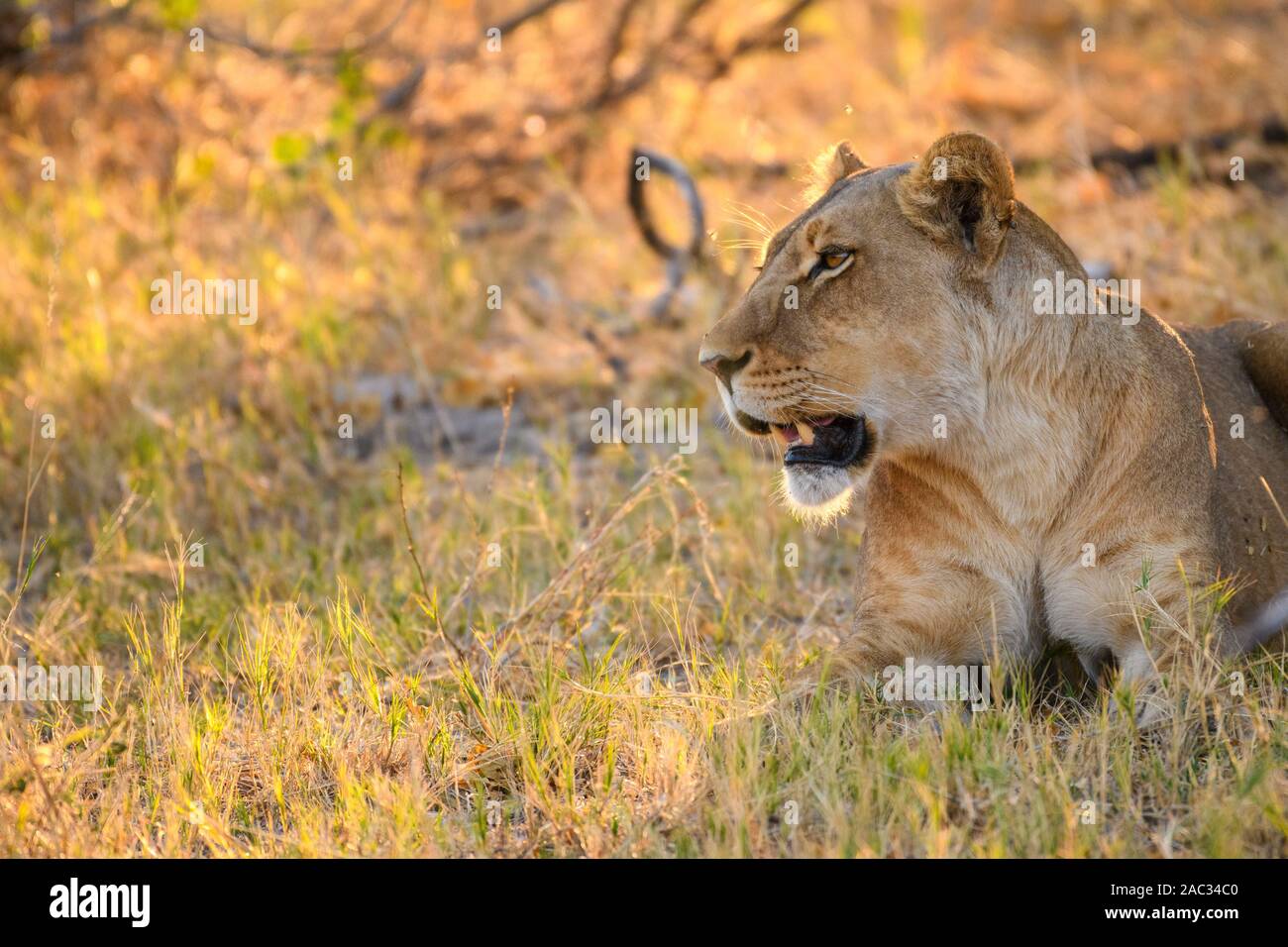 Female Lion, Panthera leo, Khwai Private Reserve, Okavango Delta, Botswana Stock Photo