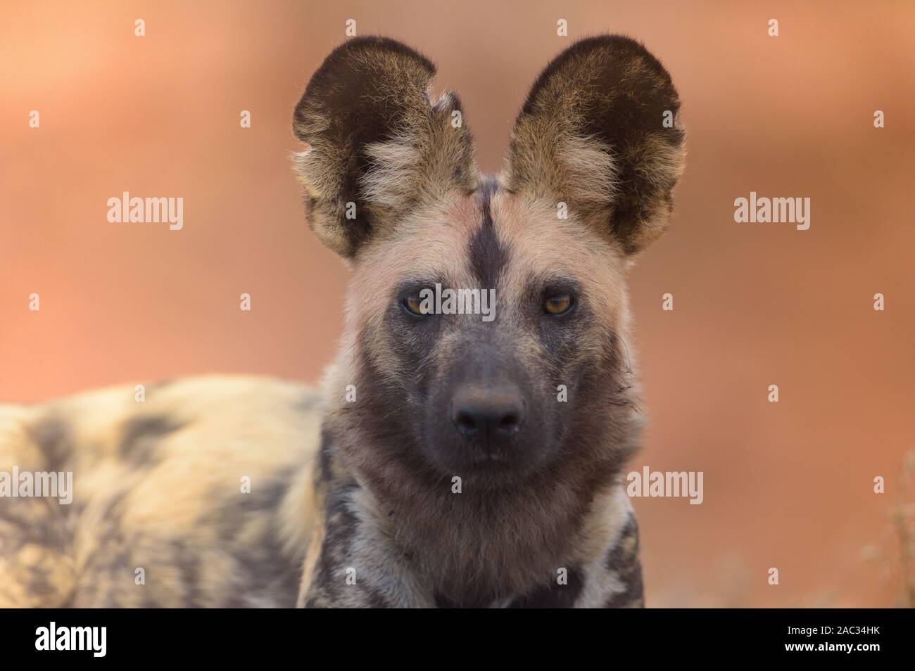African wild dog, Painted wolf portrait Stock Photo