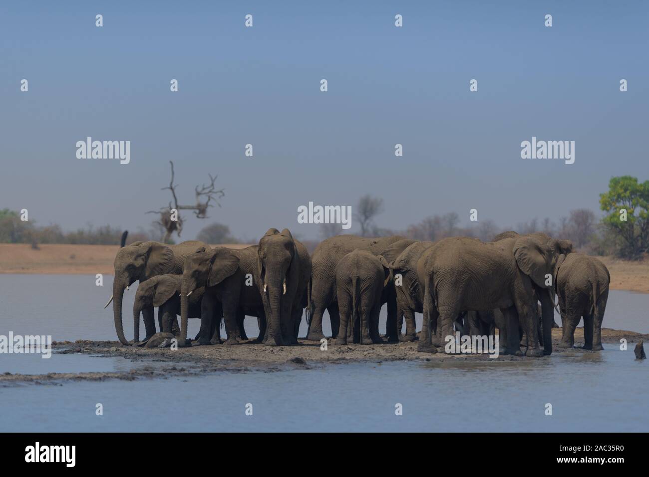 Elephant herd gather elephants African elephant Stock Photo