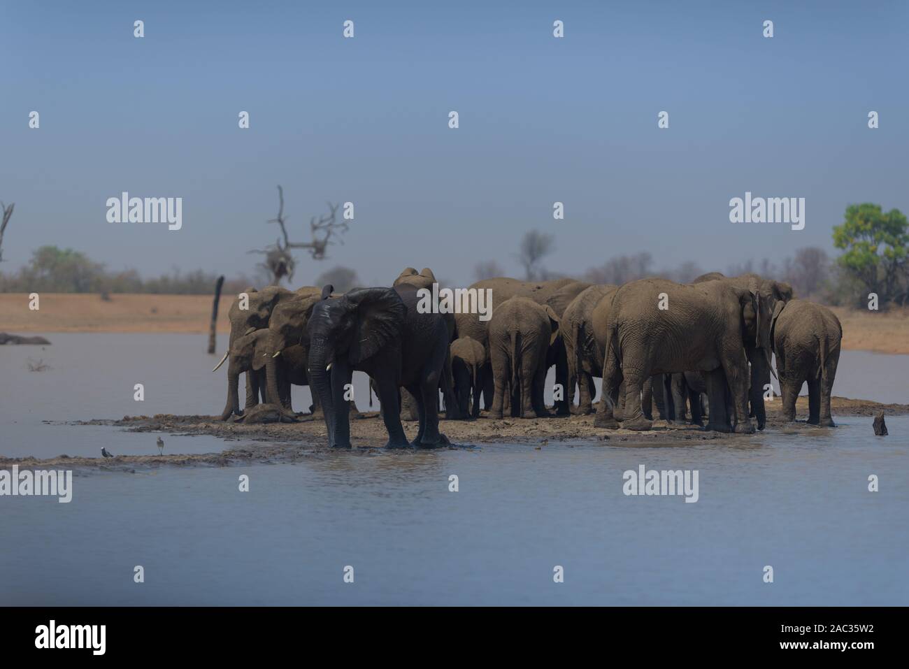 Elephant herd gather elephants African elephant Stock Photo