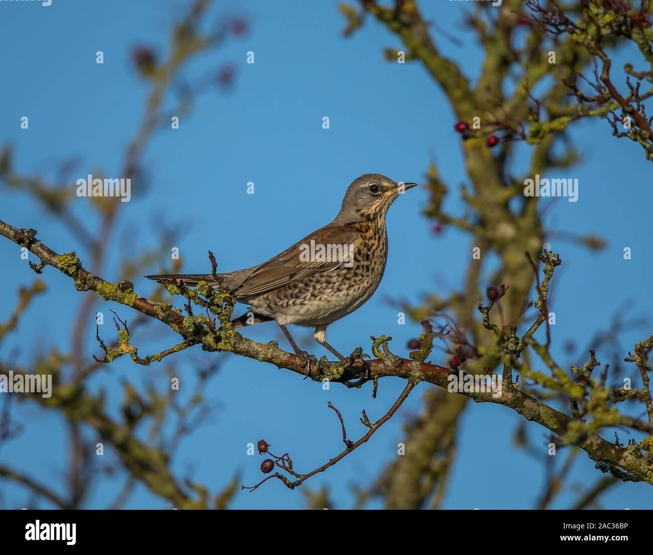 Fieldfare open countryside hires stock photography and images Alamy