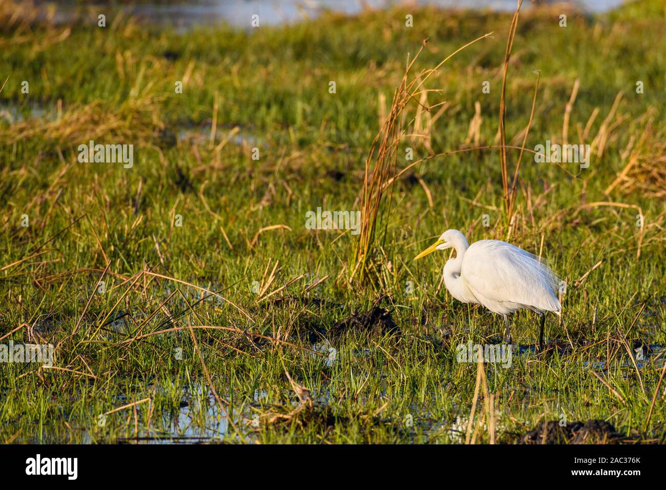 Great Egret, Ardea alba, Okavango Delta, Botswana. Also known as Common Egret, Large Egret, Great White Egret or Great White Heron Stock Photo