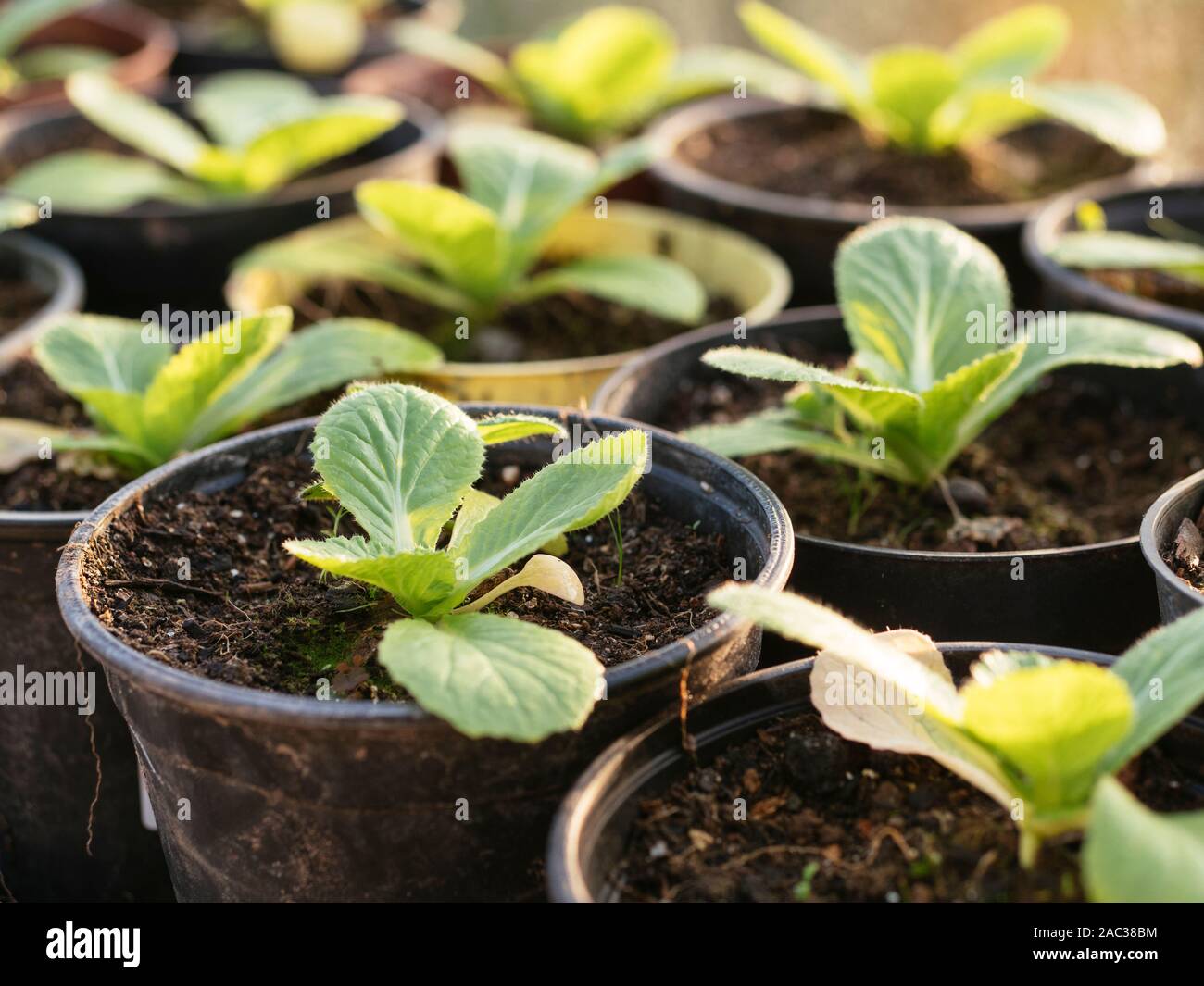 China cabbage (Brassica rapa subsp. pekinensis) seedlings in pots end of November in a greenhouse. Stock Photo