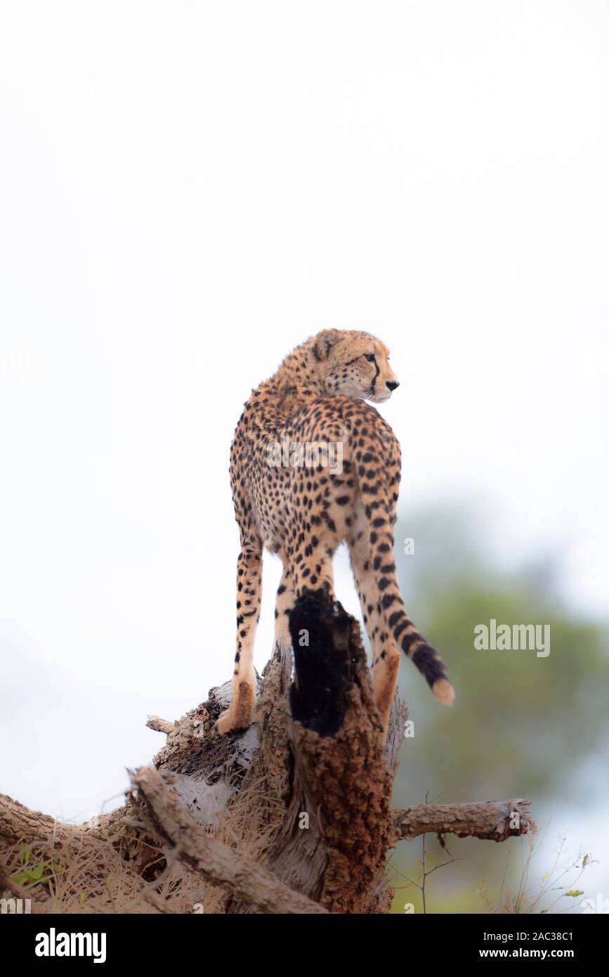 Cheetah teeth hi-res stock photography and images - Page 8 - Alamy