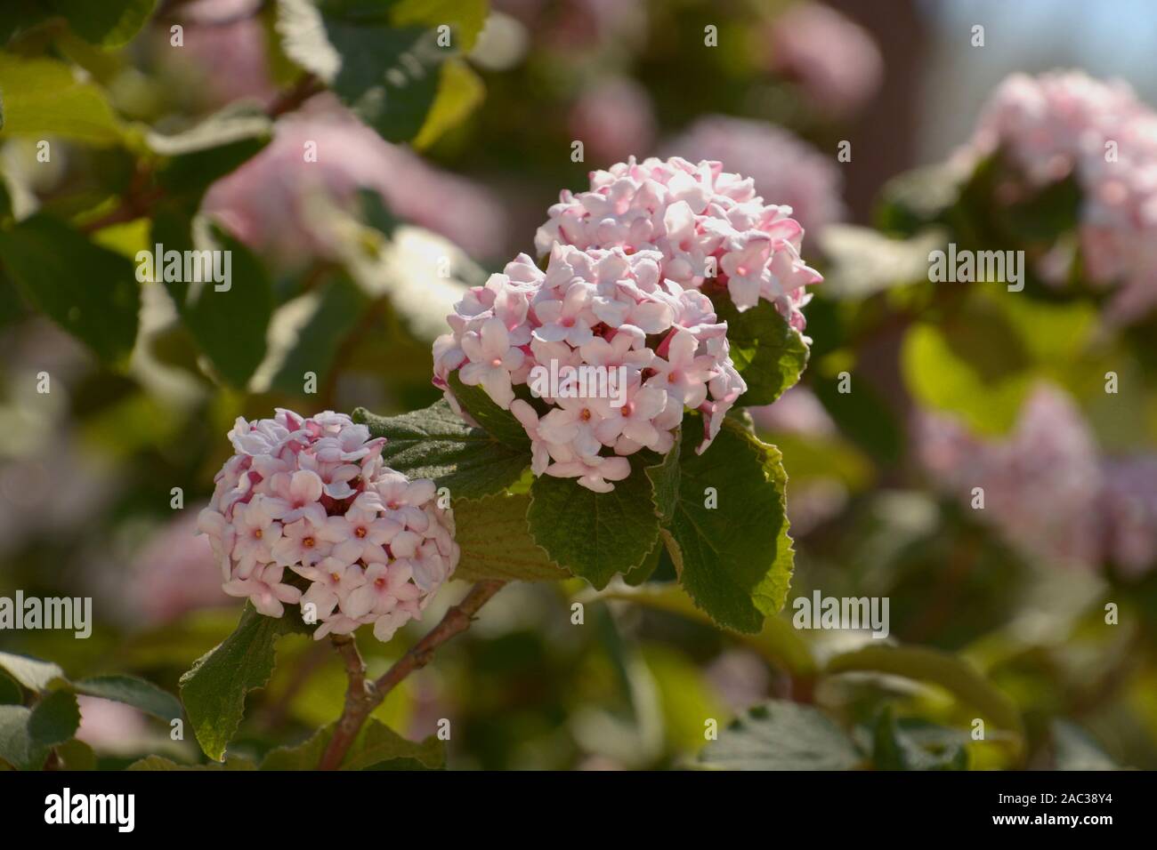Roses Du Jardin Cheneland Viburnum Carlesii Aurora Viorne De