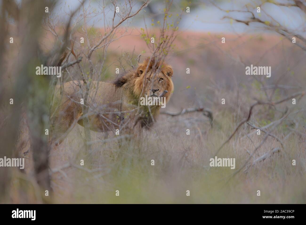 Old Male African Lion Panthera High Resolution Stock Photography and ...