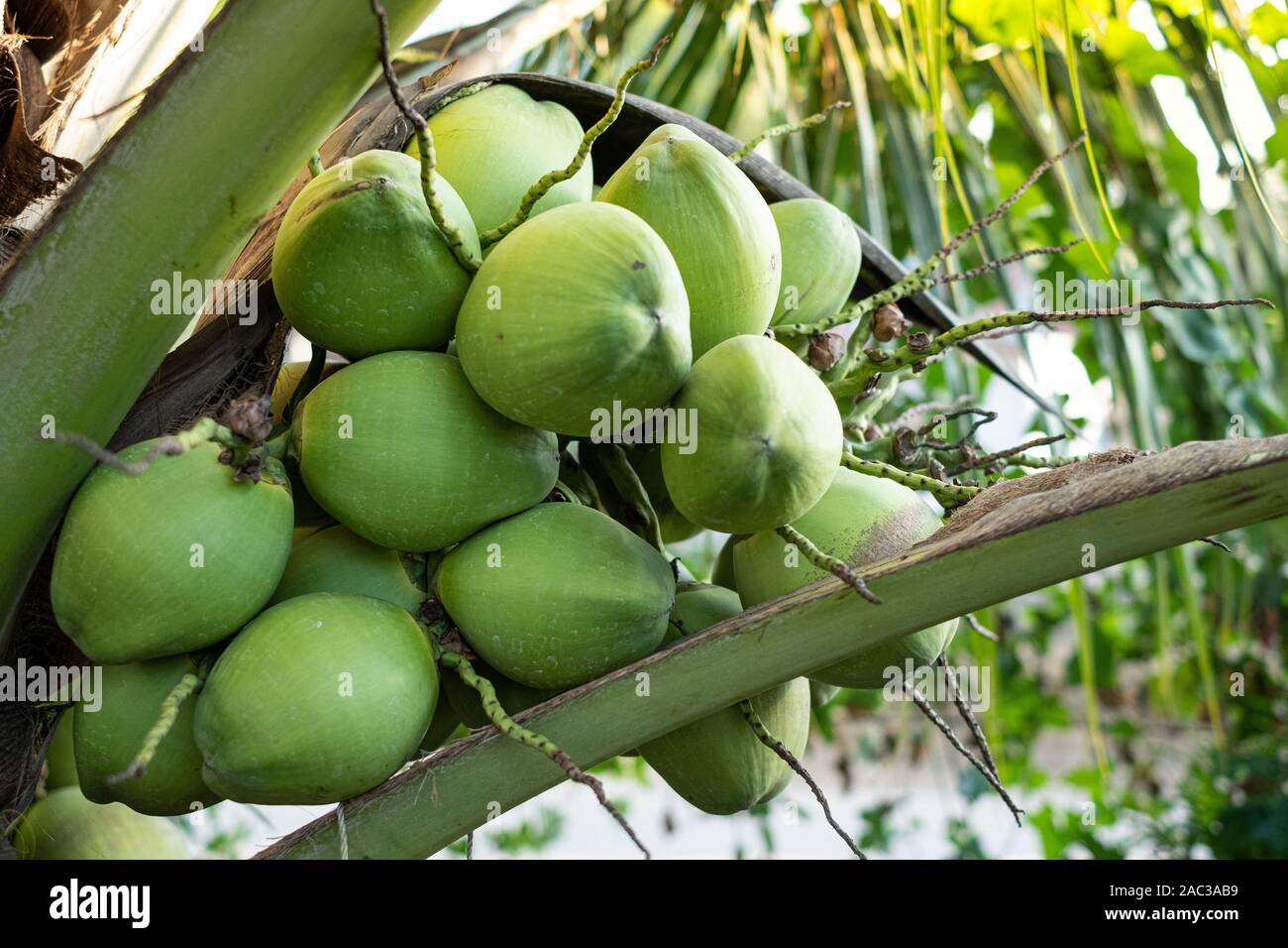 Close up fresh coconuts cluster on the coconut tree Stock Photo