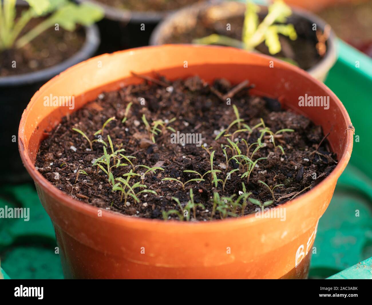 Winter purslane seedlings in a pot. Stock Photo