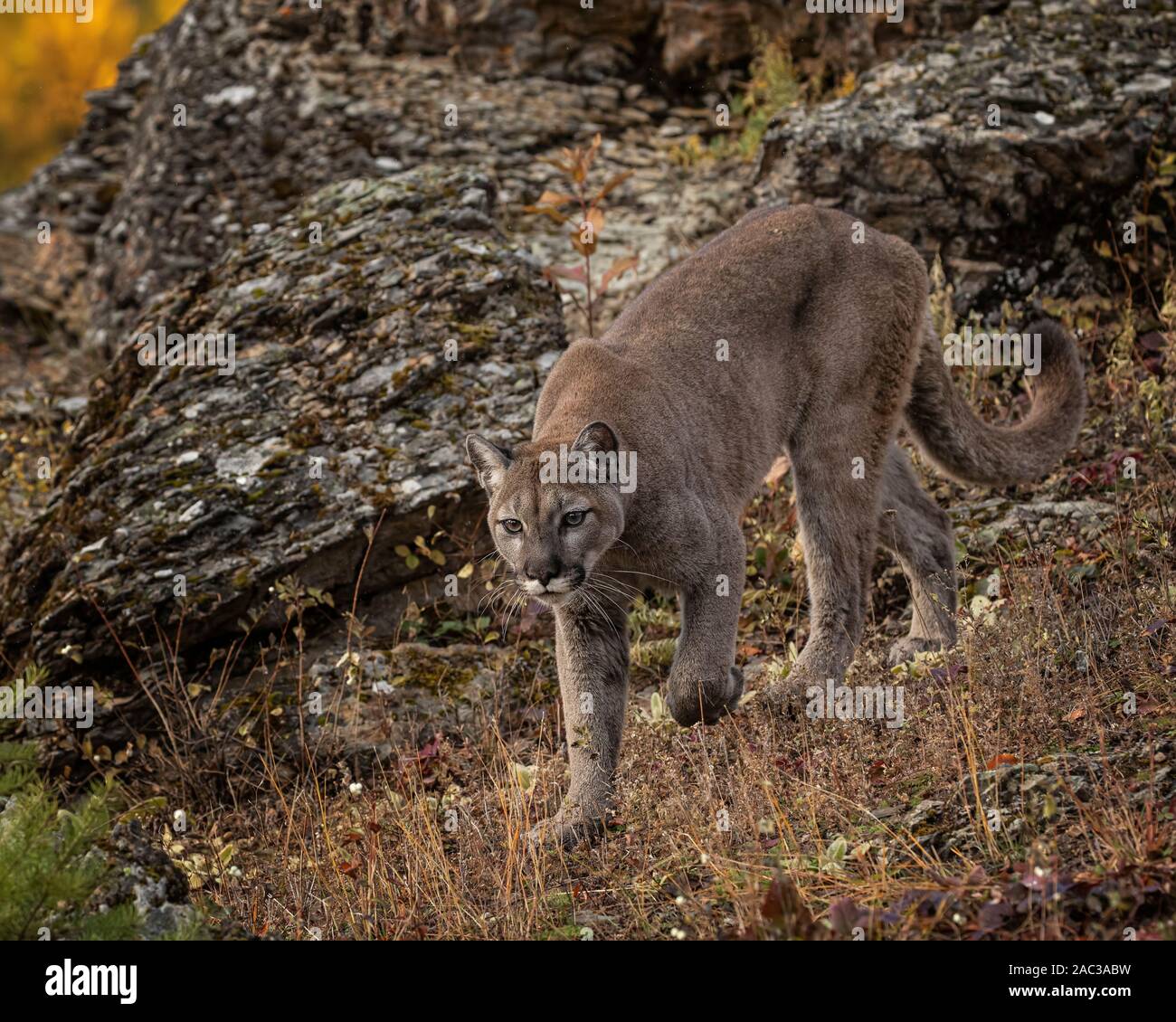 Mountain lion in fall colors Stock Photo
