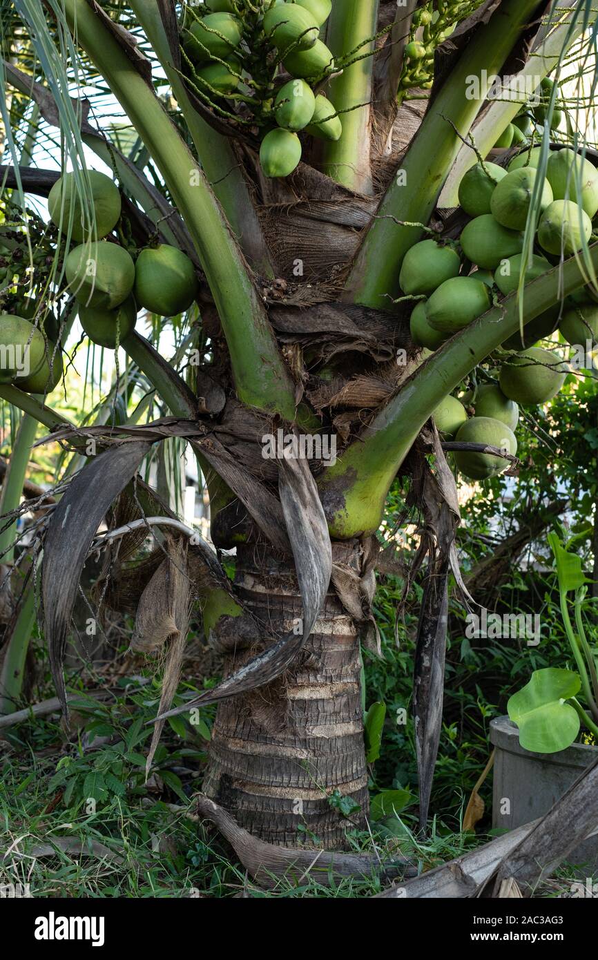 Close up fresh coconuts cluster on the coconut tree Stock Photo Alamy