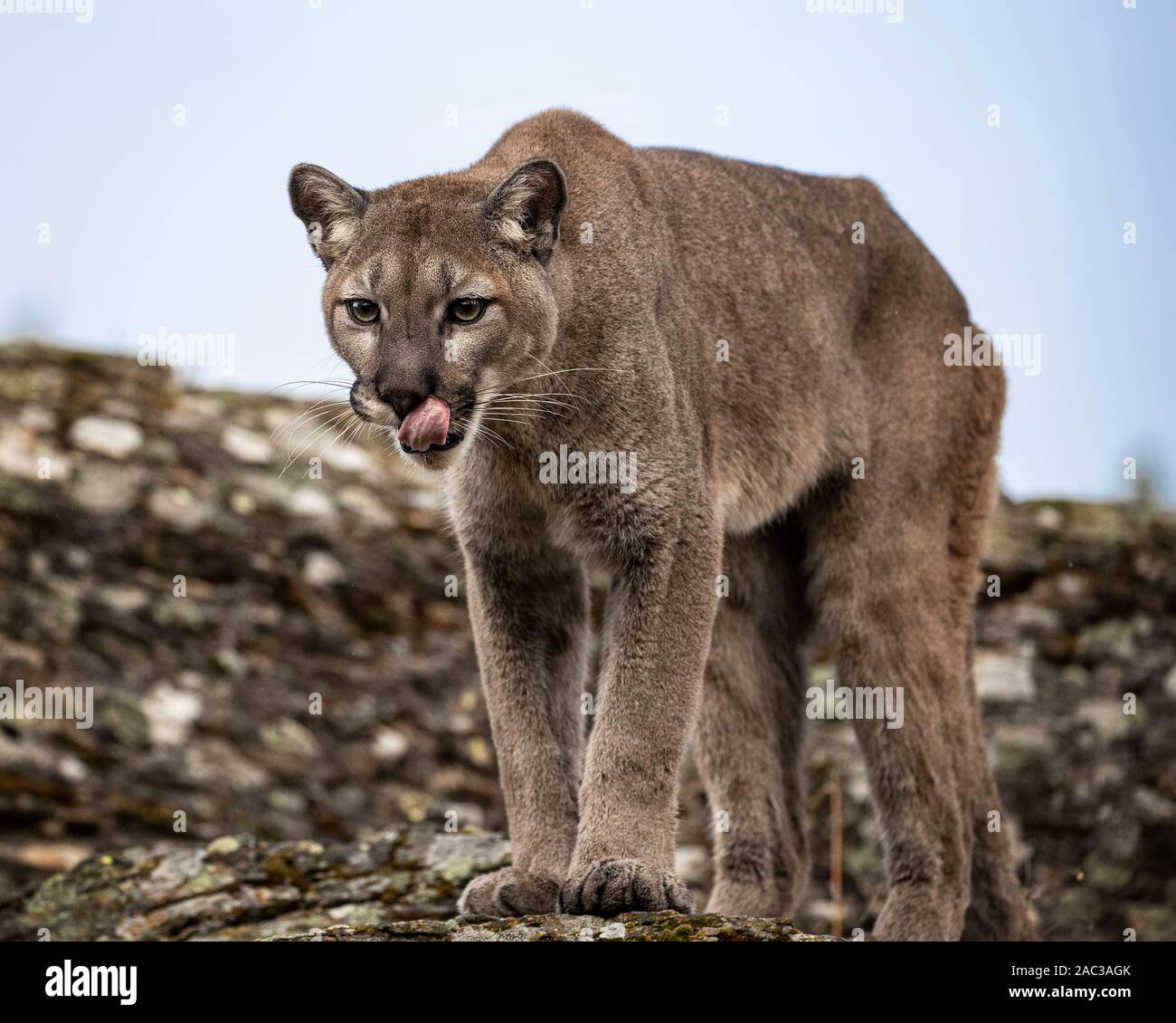 Mountain lion in fall colors Stock Photo - Alamy