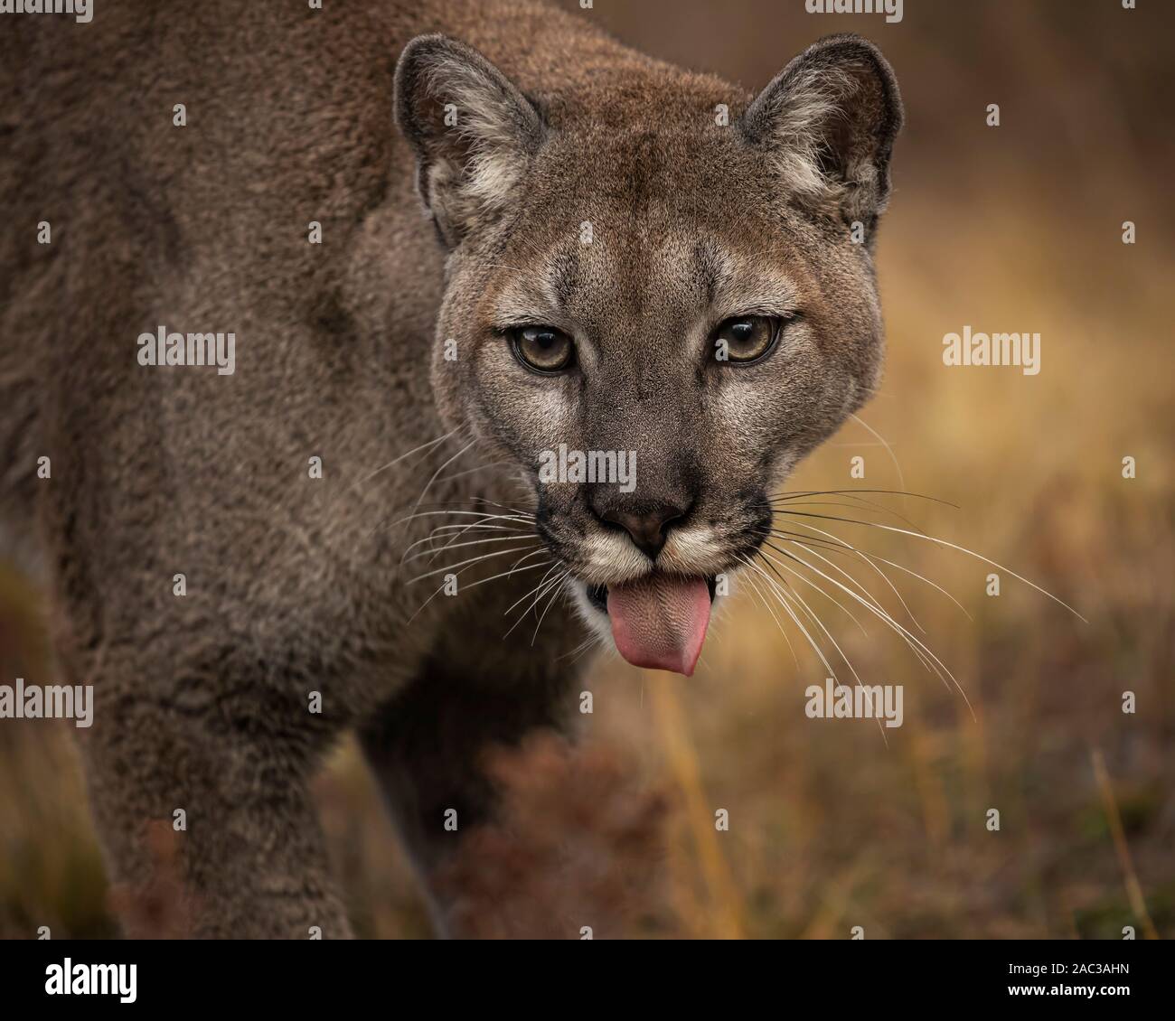 Mountain lion in fall colors Stock Photo