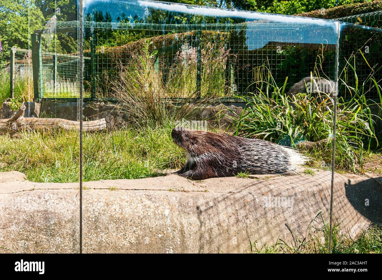 A porcupine with brown quills and black and white quills lies on a concrete base absorbing the warm sunlight backed by dry green grasses and shrubs Stock Photo