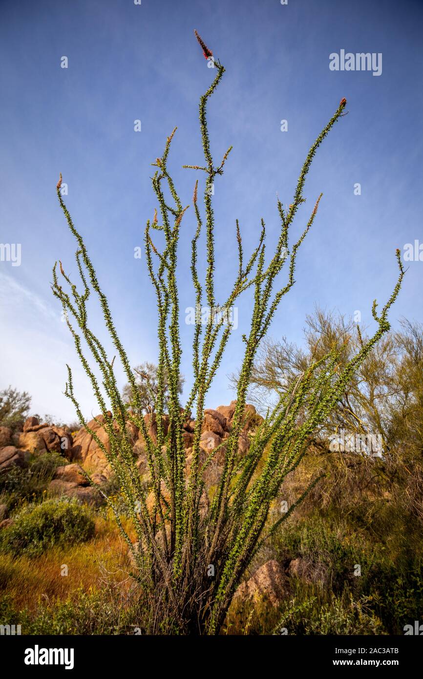 Ocotillo plants along side a hiking trail Stock Photo Alamy