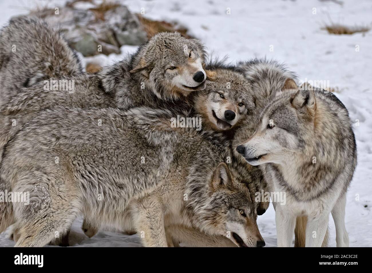 A group of wolves playing. Stock Photo