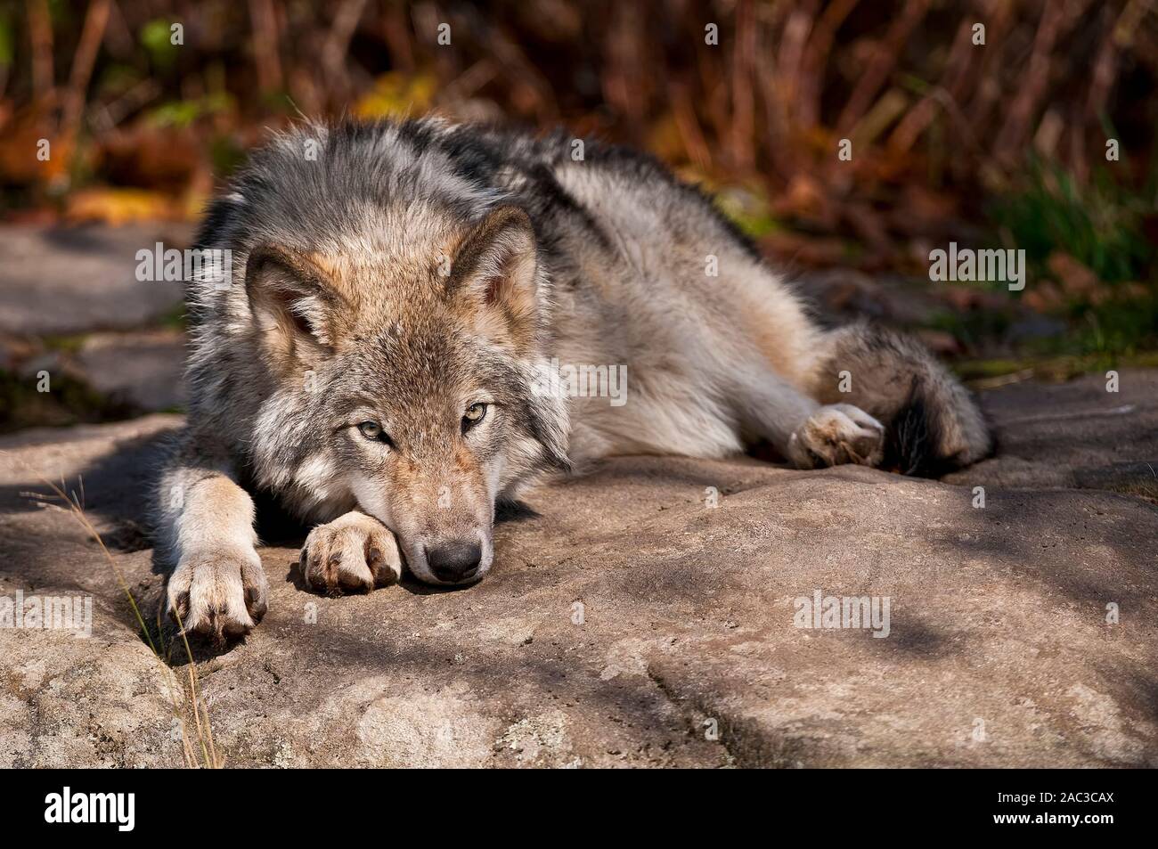 Eastern Gray Wolf lying down on a rock Stock Photo - Alamy