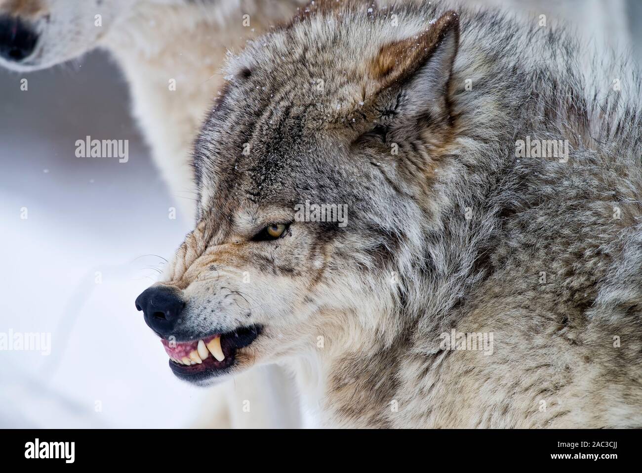 Timber Wolf snarling. Stock Photo